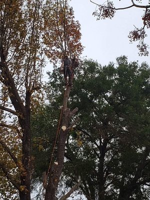 Sweet Gum Removal - This is a sweet gum tree we removed a few months back. Our client was satisfied and amazed it only took a day! Sweet Gum Removal - This is a sweet gum tree we removed a few months back. Our client was satisfied and amazed it only took a day!