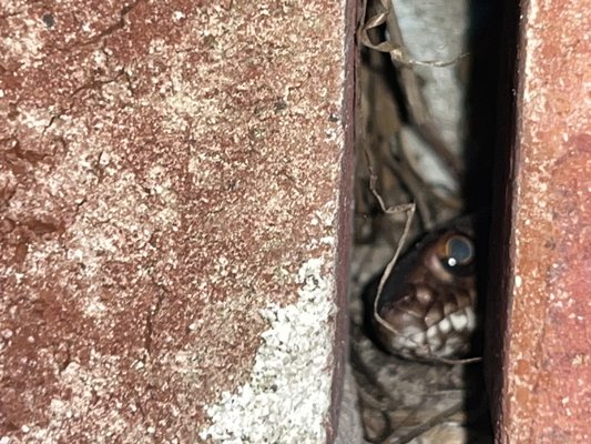 Preventative Measures - Welcome to The Restoration Attics, your trusted source for any Wildlife Removal:
Recently, we had an unexpected encounter with a snake hiding inside a weep hole. This incident highlighted the importance of our work and reinforced the need for preventative measures to protect our customers.
Ensuring the safety of our customers is our utmost priority, and we strive to handle wildlife situations in the most ethical manner possible.
Experience the exceptional service of The Restoration Attics, Houston's leading wildlife experts. Contact us for any wildlife-related services you may require. Preventative Measures - Welcome to The Restoration Attics, your trusted source for any Wildlife Removal:
Recently, we had an unexpected encounter with a snake hiding inside a weep hole. This incident highlighted the importance of our work and reinforced the need for preventative measures to protect our customers.
Ensuring the safety of our customers is our utmost priority, and we strive to handle wildlife situations in the most ethical manner possible.
Experience the exceptional service of The Restoration Attics, Houston's leading wildlife experts. Contact us for any wildlife-related services you may require.