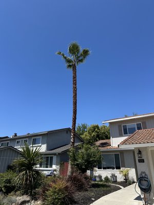 Palm Tree Pruning in Gilroy, CA - This recent project in Gilroy highlights the importance of proper palm maintenance.
Before: The palm had a dense skirt of dead and declining fronds, creating excess weight and presenting potential safety concerns.
After: The canopy has been professionally pruned to remove dead material, improve structure, and restore a clean, balanced appearance.
Our approach prioritizes tree health and industry best practices—removing only what is necessary while preserving the integrity and longevity of the palm. The result is a safer environment and enhanced curb appeal for the property. Palm Tree Pruning in Gilroy, CA - This recent project in Gilroy highlights the importance of proper palm maintenance.
Before: The palm had a dense skirt of dead and declining fronds, creating excess weight and presenting potential safety concerns.
After: The canopy has been professionally pruned to remove dead material, improve structure, and restore a clean, balanced appearance.
Our approach prioritizes tree health and industry best practices—removing only what is necessary while preserving the integrity and longevity of the palm. The result is a safer environment and enhanced curb appeal for the property.