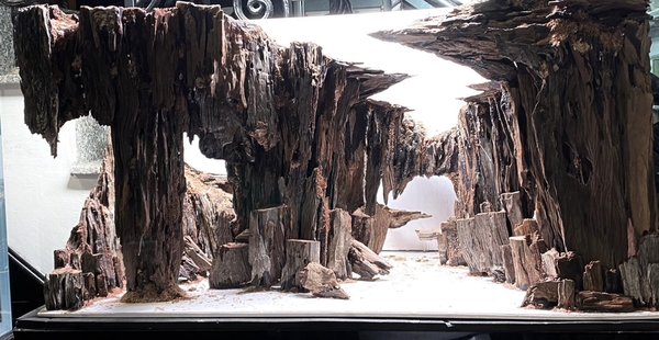Mighty Cave Layout - Inspiring by IAPLC 2016 Grand Prize by Takayuki Fukada, we decide to build and display this layout in one of our store display tanks. Mighty Cave Layout - Inspiring by IAPLC 2016 Grand Prize by Takayuki Fukada, we decide to build and display this layout in one of our store display tanks.