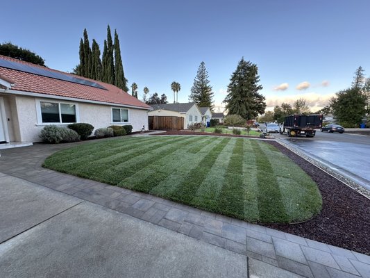 Natural grass - Natural drought tolerant grass Natural grass - Natural drought tolerant grass
