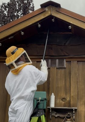 Emergency Yellowjacket Nest Removal Before a Wedding - A local wedding venue contacted us after discovering a large, active yellowjacket nest hidden inside the eaves of a small bridal suite just one day before a wedding.

The venue had already attempted to treat the nest with over-the-counter products, but the colony remained active and had become increasingly aggressive. Because of the nest's size and location, professional equipment and techniques were needed to safely resolve the problem.

Using protective equipment, professional-grade products, and a specialized HEPA vacuum, we removed the majority of the yellowjackets, eliminated the nest, and returned the following morning to ensure the area was safe before the event began.

Our one-time wasp and hornet removal service starts at $199 + tax, with no annual agreement required. For customers looking for year-round protection from wasps, ants, spiders, rodents, and more, we also offer affordable Pest Protection Plans. Be sure to ask about our current seasonal discounts!