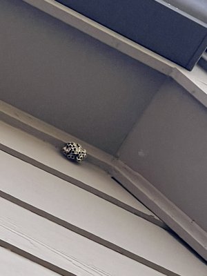 Wasp Activity - These are some pictures of a few different wasp nests we have removed recently! Wasp Activity - These are some pictures of a few different wasp nests we have removed recently!