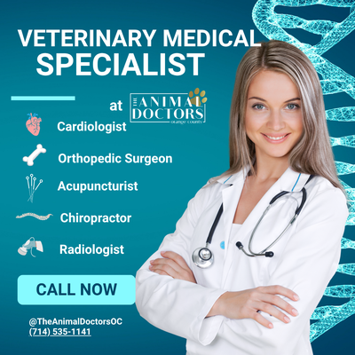 Specialty Veterinary Care, All in One Place – Because Your Pet Deserves the Best 🩺 - At The Animal Doctors, we know how stressful it can be to navigate specialty care for your beloved pet, especially when you're being referred out to hospitals you’ve never visited, far from your regular veterinary team.

That’s why we do things differently.

We partner with a trusted network of board-certified specialists and certified integrative providers who work directly with our practice - so your pet can receive advanced, high-level care in a setting they (and you) already trust.

Whether your pet needs a specialized surgery, a heart evaluation, or holistic support like chiropractic or acupuncture, we coordinate everything for you. This extra step is just one of the many ways we work to make your life easier and your pet’s care more seamless.

🌟 Specialists We Proudly Work With:
Surgery, and Orthopedic Surgery
Dr. Zach Smith, DVM, DACVS – Board-Certified Veterinary Surgeon
Dr. Smith is a highly experienced surgeon specializing in both soft tissue and orthopedic procedures. With a reputation for precision and compassion, he brings advanced surgical care directly to our patients, allowing for quicker intervention and less disruption to your pet’s routine.

Cardiology
Dr. Brett Boorstin, DVM, DACVIM (Cardiology) – Board-Certified Veterinary Cardiologist
Dr. Boorstin provides expert cardiac evaluations, echocardiograms, and treatment for a range of heart conditions, from murmurs to arrhythmias. His trauma-informed, anxiety-sensitive approach ensures your pet feels safe and supported during their visit.

Radiology
Dr. Ann Reed, DVM, DACVR – Board-Certified Veterinary Radiologist
Dr. Reed specializes in advanced imaging interpretation, including ultrasound and radiograph diagnostics. Her involvement helps us detect and manage complex cases with confidence, accuracy, and speed.

Chiropractic
Dr. Chelsea Fishenfeld, DVM, DC – Certified Animal Chiropractor
Dr. Fishenfeld supports pets with mobility challenges, pain, or misalignments. Using gentle, non-invasive chiropractic techniques, she helps restore function, comfort, and vitality- particularly for senior pets and those recovering from injury.

Acupuncture
Dr. Giselle Concepcion, DVM, CVA – Certified Veterinary Acupuncturist
Dr. Concepcion integrates Eastern and Western medicine to provide acupuncture therapy for pets with chronic pain, inflammation, mobility issues, or anxiety. Her calming presence and holistic approach offer an added layer of support for whole-body healing.

🐾 Why This Matters for You (and Your Pet)
By bringing these specialists to you, we:

Reduce the need for travel to unfamiliar hospitals

Streamline communication between general care and specialists

Keep your pet in a comfortable, familiar space

Save you time coordinating referrals

Offer quicker access to high-level care, when it matters most

This is just one of the many ways we go beyond the basics to ensure your experience is as smooth and supportive as possible - because you shouldn’t have to choose between convenience and quality care.

🗓 Need a Specialist Evaluation?
Ask us at your next visit or give us a call. Our team will guide you through the process, explain what to expect, and make sure everything is coordinated from start to finish.

At The Animal Doctors, we treat your pets like family - and we’ve built a network of expert partners who feel the same. Because they deserve it all.