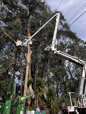Tree Work Near Power Lines Using Bucket Truck - Our crew performed a precision trimming project. Using a bucket truck and proper safety gear, we carefully removed overgrown branches that were too close to electrical infrastructure. This type of work requires experience, controlled cuts, and strict safety procedures to protect both the property and the utility lines.
The job was completed efficiently, with full cleanup included.
Result:
Improved clearance around power lines, reduced fire and outage risk, and a safer environment for the property owner and the neighborhood. Tree Work Near Power Lines Using Bucket Truck - Our crew performed a precision trimming project. Using a bucket truck and proper safety gear, we carefully removed overgrown branches that were too close to electrical infrastructure. This type of work requires experience, controlled cuts, and strict safety procedures to protect both the property and the utility lines.
The job was completed efficiently, with full cleanup included.
Result:
Improved clearance around power lines, reduced fire and outage risk, and a safer environment for the property owner and the neighborhood.