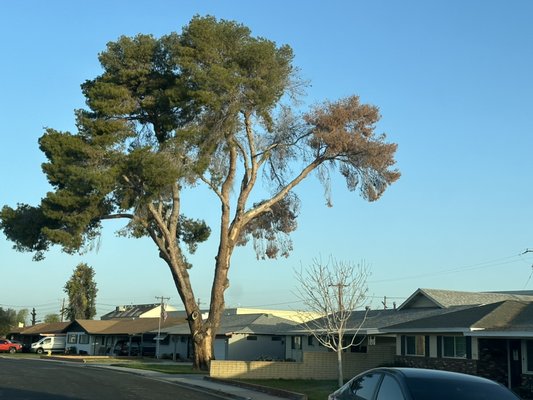 LARGE ALEPPO PINE CRANE REMOVAL - This Aleppo Pine was planted by the home owner’s father about 70 years ago. Mediterranean Pine Engraver Beetles had destroyed the tree and it was dying so we were hired to safely remove the tree. 
We recycled all of our wood chips to local gardens and all of the pine wood into firewood. We were even able to save some pieces for the home owner to make a memento of the tree for their home.
