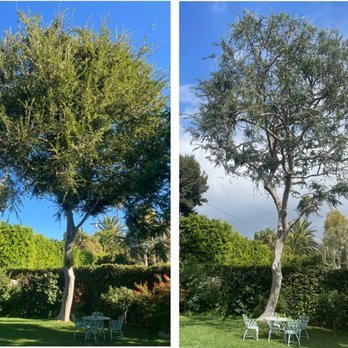 Tree Trimming - A backyard tree trimming project involves carefully evaluating each tree’s health and structure, then selectively removing overgrown, dead, or hazardous branches to promote safety. Proper trimming opens up the canopy, allowing more sunlight to reach grass and plants below while reducing risks like falling limbs or interference with nearby structures. It’s not just about aesthetics. Tree trimming helps maintain healthy growth patterns, prevents disease, and encourages robust flowering or fruiting if applicable. The process requires expertise in using specialized tools and understanding how each cut affects the tree’s future growth. Cleanup is also a key part, ensuring your backyard is left tidy and free of debris. With professional trimming, your space feels brighter and looks more inviting, enhancing its overall appeal and usability for family gatherings or relaxation. A well-trimmed tree stands as a beautiful, safe centerpiece in any backyard landscape. Tree Trimming - A backyard tree trimming project involves carefully evaluating each tree’s health and structure, then selectively removing overgrown, dead, or hazardous branches to promote safety. Proper trimming opens up the canopy, allowing more sunlight to reach grass and plants below while reducing risks like falling limbs or interference with nearby structures. It’s not just about aesthetics. Tree trimming helps maintain healthy growth patterns, prevents disease, and encourages robust flowering or fruiting if applicable. The process requires expertise in using specialized tools and understanding how each cut affects the tree’s future growth. Cleanup is also a key part, ensuring your backyard is left tidy and free of debris. With professional trimming, your space feels brighter and looks more inviting, enhancing its overall appeal and usability for family gatherings or relaxation. A well-trimmed tree stands as a beautiful, safe centerpiece in any backyard landscape.
