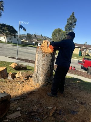 Tree Removal - Customer wanted whole tree chopped down. This was a 2 day project due to the width of the tree. No project is too big or too small.