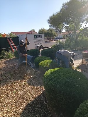 Clean up. Tree and bush trimming. Weed removal/control - Clean up. Tree and bush trimming. Weed removal/control. Clean up. Tree and bush trimming. Weed removal/control - Clean up. Tree and bush trimming. Weed removal/control.