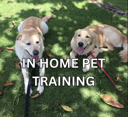 In Home Pet Training - Private in home Puppy & Dog Training
One Paw Forward's service package consists of us going to your home (or place of choice) for basic obedience training for both owner and dog. The course consists of one free consultation in which we sit to discuss goals wanted for your puppy/dog. We also advise the proper tools and attitude needed to succeed. After the initial consultation, 6 one hour classes will be held 1 time a week. After each class, a review is held and homework is provided in order to keep reinforcing commands until the next class. The more you practice the better prepared you will be for the following class. During the course, we are also available for questions and troubleshooting at any time. We, at One Paw Forward, want to make sure you feel you have a friend as well as a coach to help you keep taking steps forward to helping your dog. We will teach you how to train your dog to be a polite dog. You will be taught to reinforce sit, stay, release, recall, and wait commands. Also proper housebreaking, loose leash walking, excessive nipping, biting, and chewing deterrence will be incorporated. As well as aggression correction. Your puppy/dog will also be encouraged to eliminate jumping and barking at inopportune moments. After training is over we also like to follow up with our clients and hear about the progress your puppy/dog has made and offer continued support(if needed) In Home Pet Training - Private in home Puppy & Dog Training
One Paw Forward's service package consists of us going to your home (or place of choice) for basic obedience training for both owner and dog. The course consists of one free consultation in which we sit to discuss goals wanted for your puppy/dog. We also advise the proper tools and attitude needed to succeed. After the initial consultation, 6 one hour classes will be held 1 time a week. After each class, a review is held and homework is provided in order to keep reinforcing commands until the next class. The more you practice the better prepared you will be for the following class. During the course, we are also available for questions and troubleshooting at any time. We, at One Paw Forward, want to make sure you feel you have a friend as well as a coach to help you keep taking steps forward to helping your dog. We will teach you how to train your dog to be a polite dog. You will be taught to reinforce sit, stay, release, recall, and wait commands. Also proper housebreaking, loose leash walking, excessive nipping, biting, and chewing deterrence will be incorporated. As well as aggression correction. Your puppy/dog will also be encouraged to eliminate jumping and barking at inopportune moments. After training is over we also like to follow up with our clients and hear about the progress your puppy/dog has made and offer continued support(if needed)