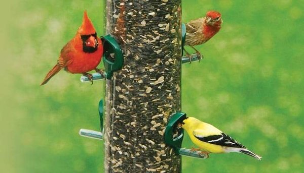 Don't buy Cheap Seed! - Wild Birds Unlimited provides ONLY clean, fresh, no-filler, Bird Seed. We get one - and sometimes two - trucks EVERY WEEK! Nobody else does that. Our Seed and Seed Blends are unlike just about all other seeds and blends sold on the market - seeds that may be old and dirty (dust & dirt & sticks & twigs) and filled with little tiny yellow or red FILLER seed! Filler Seeds include feed wheat, oats, flax, rye, buckwheat, barley, milo - even red millet and will get kicked out of your feeder. Don't be fooled - filler seed ends up uneaten, flicked out by the birds, and sometimes ends up destroying your lawn. Come in and let us show you why our Seed and Seed Blends will actually save you money AND bring you the greatest variety of beautiful Backyard Birds anywhere. Our Seed Blends have the highest levels of protein, calories, fat, and nutrition you can buy. Our #1 Selling No Mess Blends are PURE food - no shells or hulls - and are completely eaten by the birds so there's nothing left over to spoil your yard. We also have our Deluxe LM (low millet) Blend, our Supreme Blend, our Choice Blend, our Choice Plus Blend, and both our Classic No Mess (best seller) and our upgraded No Mess NM. Everyone has their own favorite and you can't go wrong with any of them. Additionally, we have straight Seeds like Safflower (our #2 Seller), Black Oil Sunflower, Striped Sunflower, Sunflower Chips, Peanut Pieces, Peanuts-in-the-Shell, Thistle (Nyjer), and more. And now we're offering our new Fiery Feast No Mess Blend and our SunFire Chips Blend that the birds LOVE but the squirrels will avoid at all costs. Find out why we have over 2300 Members in our Daily Savings Club Program. 2300! Wild Birds Unlimited has over 370 Stores in 45 States and 4 Provinces of Canada and everyone of them in independently owned and operated. Every one of them stands ready to provide you with all the support, advice, and service you could ask for. Stop by soon - just to browse in you like - and let us introduce to you the best Backyard Bird Store anywhere! Don't buy Cheap Seed! - Wild Birds Unlimited provides ONLY clean, fresh, no-filler, Bird Seed. We get one - and sometimes two - trucks EVERY WEEK! Nobody else does that. Our Seed and Seed Blends are unlike just about all other seeds and blends sold on the market - seeds that may be old and dirty (dust & dirt & sticks & twigs) and filled with little tiny yellow or red FILLER seed! Filler Seeds include feed wheat, oats, flax, rye, buckwheat, barley, milo - even red millet and will get kicked out of your feeder. Don't be fooled - filler seed ends up uneaten, flicked out by the birds, and sometimes ends up destroying your lawn. Come in and let us show you why our Seed and Seed Blends will actually save you money AND bring you the greatest variety of beautiful Backyard Birds anywhere. Our Seed Blends have the highest levels of protein, calories, fat, and nutrition you can buy. Our #1 Selling No Mess Blends are PURE food - no shells or hulls - and are completely eaten by the birds so there's nothing left over to spoil your yard. We also have our Deluxe LM (low millet) Blend, our Supreme Blend, our Choice Blend, our Choice Plus Blend, and both our Classic No Mess (best seller) and our upgraded No Mess NM. Everyone has their own favorite and you can't go wrong with any of them. Additionally, we have straight Seeds like Safflower (our #2 Seller), Black Oil Sunflower, Striped Sunflower, Sunflower Chips, Peanut Pieces, Peanuts-in-the-Shell, Thistle (Nyjer), and more. And now we're offering our new Fiery Feast No Mess Blend and our SunFire Chips Blend that the birds LOVE but the squirrels will avoid at all costs. Find out why we have over 2300 Members in our Daily Savings Club Program. 2300! Wild Birds Unlimited has over 370 Stores in 45 States and 4 Provinces of Canada and everyone of them in independently owned and operated. Every one of them stands ready to provide you with all the support, advice, and service you could ask for. Stop by soon - just to browse in you like - and let us introduce to you the best Backyard Bird Store anywhere!