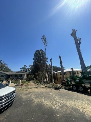 Licensed and bonded company you can trust - This big tree removal was done in a week. We are an affordable licensed and bonded company accredited with A+ rating reviews. Licensed and bonded company you can trust - This big tree removal was done in a week. We are an affordable licensed and bonded company accredited with A+ rating reviews.