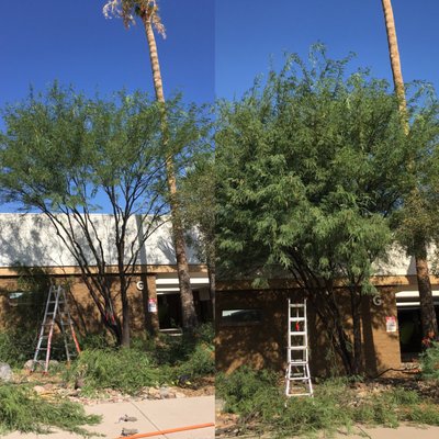 Tree Trimming/Removal - These are a couple trees from an extremely large medical center that we help out once a year keeping all their trees in line! Tree Trimming/Removal - These are a couple trees from an extremely large medical center that we help out once a year keeping all their trees in line!