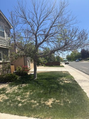 Tree removal, and tree installation - Customer requested that removed the dead tree along with the stump and replace it with a tree of his liking