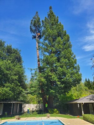 Hazardous tree removal on Saratoga, CA - Hazardous tree removal on Saratoga CA, customer request the tree removal and tree removal permit application, our professionals worked on the tree permit process, arborist report and getting the right information to get the permit and our crew of tree workers successfully completed the tree removal in 3 days.