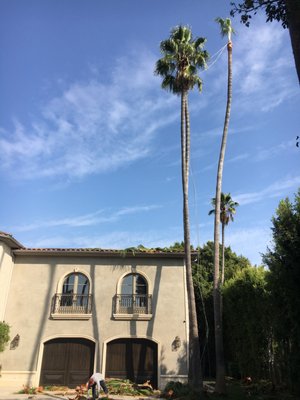 Palm Trees - Palm Tree Trimming Project.