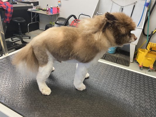 Haircuts - Request any hairstyle