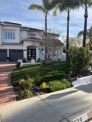 Legacy Estate Remodel - Complete property remodel including installation of over 100 ficus trees in the front and backyard for added privacy, new landscape lighting, plant installation, decorative rock, sod extensions, and full drainage repairs. Property was left fully refreshed and ready for the client to enjoy Legacy Estate Remodel - Complete property remodel including installation of over 100 ficus trees in the front and backyard for added privacy, new landscape lighting, plant installation, decorative rock, sod extensions, and full drainage repairs. Property was left fully refreshed and ready for the client to enjoy