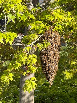 Honey Bee Swarm Rescue - If you have discovered Honey Bees clustered and are needing to relocate give us a gall