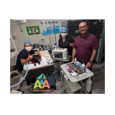 Pet Dental Cleaning at AAA Animal Hospital - At AAA Animal Hospital, we offer both anesthetic and non-anesthetic dental cleanings to support your pet’s oral health needs.
Our anesthetic dental cleaning provides a thorough, comprehensive approach. Your pet receives a full oral exam and a deep cleaning above and below the gumline—all performed under safe anesthesia. This allows our veterinary team to evaluate and treat issues such as periodontal disease, fractured teeth, and hidden infections with precision and comfort.
For pets who are good candidates, we also offer non-anesthetic dental cleanings. This option focuses on visible plaque and tartar removal while keeping your pet awake and relaxed. Though it is not a substitute for full anesthetic dentistry, it can be a helpful maintenance option to support overall oral hygiene.
No matter which service your pet needs, our team is dedicated to keeping their smile healthy, fresh, and pain-free.
Call AAA Animal Hospital today to learn more or schedule your pet’s dental care! Pet Dental Cleaning at AAA Animal Hospital - At AAA Animal Hospital, we offer both anesthetic and non-anesthetic dental cleanings to support your pet’s oral health needs.
Our anesthetic dental cleaning provides a thorough, comprehensive approach. Your pet receives a full oral exam and a deep cleaning above and below the gumline—all performed under safe anesthesia. This allows our veterinary team to evaluate and treat issues such as periodontal disease, fractured teeth, and hidden infections with precision and comfort.
For pets who are good candidates, we also offer non-anesthetic dental cleanings. This option focuses on visible plaque and tartar removal while keeping your pet awake and relaxed. Though it is not a substitute for full anesthetic dentistry, it can be a helpful maintenance option to support overall oral hygiene.
No matter which service your pet needs, our team is dedicated to keeping their smile healthy, fresh, and pain-free.
Call AAA Animal Hospital today to learn more or schedule your pet’s dental care!