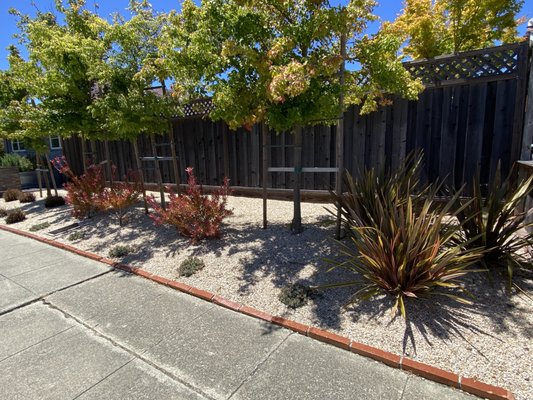 Modern Succulent Garden - The clients wanted a modern, low-maintenance garden for their exposed corner lot, which receives strong winds throughout much of the year. The planting design uses durable succulents and other drought-tolerant plants selected for their ability to handle the site’s challenging conditions while providing color, texture, and year-round interest.
Contrasting gravel and large concrete pavers create a clean, contemporary look that complements the architecture of the home and the new driveway. The simple geometric layout gives the front garden a strong visual structure while keeping maintenance and water use to a minimum.
The clients also wanted space to grow vegetables without taking away from the modern design. Large galvanized metal trough planters were incorporated to create practical, accessible growing areas. Their clean lines and industrial finish complement the concrete pavers, gravel, fencing, and driveway, bringing the entire corner-lot landscape together. Modern Succulent Garden - The clients wanted a modern, low-maintenance garden for their exposed corner lot, which receives strong winds throughout much of the year. The planting design uses durable succulents and other drought-tolerant plants selected for their ability to handle the site’s challenging conditions while providing color, texture, and year-round interest.
Contrasting gravel and large concrete pavers create a clean, contemporary look that complements the architecture of the home and the new driveway. The simple geometric layout gives the front garden a strong visual structure while keeping maintenance and water use to a minimum.
The clients also wanted space to grow vegetables without taking away from the modern design. Large galvanized metal trough planters were incorporated to create practical, accessible growing areas. Their clean lines and industrial finish complement the concrete pavers, gravel, fencing, and driveway, bringing the entire corner-lot landscape together.