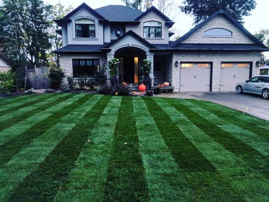 Lawn/Sod Installation - This was a complete front years renovation. Customers had moved into a new home and after renovations wanted a fresh clean low maintenance l Lawn/Sod Installation - This was a complete front years renovation. Customers had moved into a new home and after renovations wanted a fresh clean low maintenance l