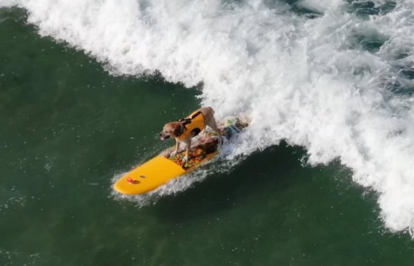 Charlie the Surfing Dog - Charlie's owner wanted to get some great shots of Charlie surfing the waves in Southern California.
Check out the video on youtube: https://www.youtube.com/watch?v=wPzC5mCUj4s Charlie the Surfing Dog - Charlie's owner wanted to get some great shots of Charlie surfing the waves in Southern California.
Check out the video on youtube: https://www.youtube.com/watch?v=wPzC5mCUj4s