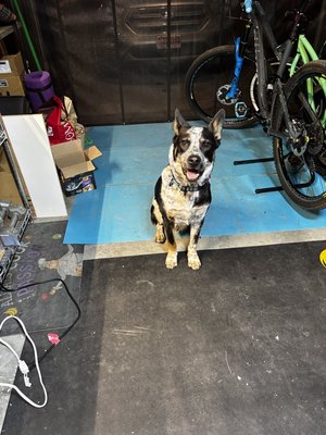 Recent Projects and the Pelli Family - A few shots of recent builds and services as well as pics of the family and friends from the bike community. 🫶🏻 Recent Projects and the Pelli Family - A few shots of recent builds and services as well as pics of the family and friends from the bike community. 🫶🏻