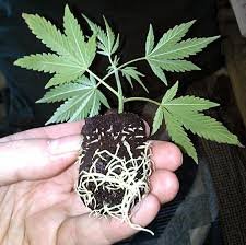 How to Grow Cannabis - Come enjoy our free How to Grow Cannibis classes. 3rd thursdays at 7pm in-store.
everything you need to grow cannibis is right here in the store. Grow Healthy. Grow Strong How to Grow Cannabis - Come enjoy our free How to Grow Cannibis classes. 3rd thursdays at 7pm in-store.
everything you need to grow cannibis is right here in the store. Grow Healthy. Grow Strong