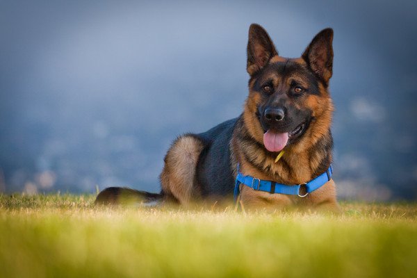 dog happy - Happy walks for your doggy dog happy - Happy walks for your doggy