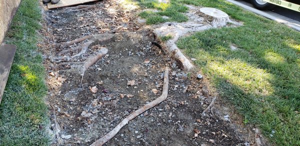 Sidewalk Repair - Trees Planted too close - Our team has not only decades of experience but many certifications and professional qualifications we have accumulated along the way! Want real tree professionals? Visit our Website to request a free estimate or pay for a professional consultation