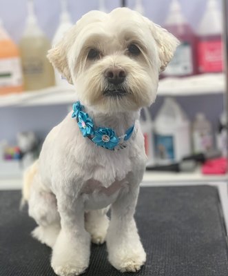 Full grooming - Pups looking out of this world after their haircuts! Full grooming - Pups looking out of this world after their haircuts!
