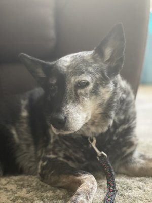 Dog Boarding experience with elderly pets - Pet care in sitters home//Bookings can be negotiated or changed for certain days. Dog Boarding experience with elderly pets - Pet care in sitters home//Bookings can be negotiated or changed for certain days.