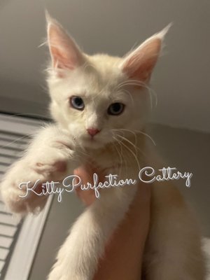 Kitty Purfection - At Kitty Purfection Cattery we are passionate about our animals and registered with TICA. Our cats are health tested therefore we offer a year health guarantee. All of our kittens will be up to date on shots, microchipped, neutered and come with a pedigree . Our goal is to create healthy and lovable kittens with a majestic appearance .We love helping people find the perfect new addition for their families and enjoy a reputation as a kind and caring Cat Breeder. Kitty Purfection - At Kitty Purfection Cattery we are passionate about our animals and registered with TICA. Our cats are health tested therefore we offer a year health guarantee. All of our kittens will be up to date on shots, microchipped, neutered and come with a pedigree . Our goal is to create healthy and lovable kittens with a majestic appearance .We love helping people find the perfect new addition for their families and enjoy a reputation as a kind and caring Cat Breeder.