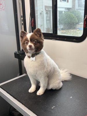 Before & After Haircuts - Before and Afters from some of our lovely, cuddly, fur babies! Before & After Haircuts - Before and Afters from some of our lovely, cuddly, fur babies!