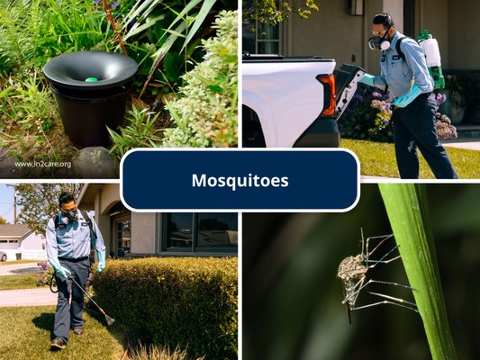 Mosquitoes - Our eco-friendly mosquito control can help defend you and your loved ones against these pests and the many illnesses they spread. Mosquitoes - Our eco-friendly mosquito control can help defend you and your loved ones against these pests and the many illnesses they spread.