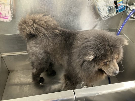 Mobile Dog Grooming Lutz, FL 33549 - We are now accepting new clients in Lutz, FL 33549 Mobile Dog Grooming Lutz, FL 33549 - We are now accepting new clients in Lutz, FL 33549
