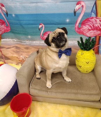 PawsVIP Grooming Highlights - Call to make a reservation (425) 499-4669 PawsVIP Grooming Highlights - Call to make a reservation (425) 499-4669