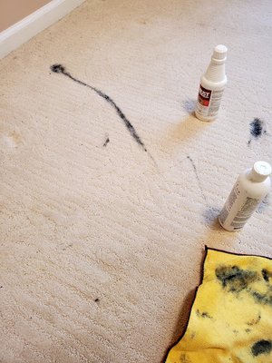 Spot and Stain Removal - This project was for a move out carpet cleaning in Dale City VA.  The movers dropped the printer causing the toner cartridge to explode on the carpet.  We were able to completely remove the stains and salvage the carpet from being replaced.
