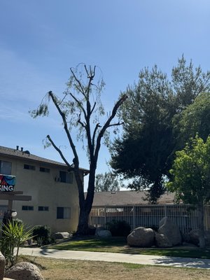 Tree services - Tree services pruning Tree services - Tree services pruning