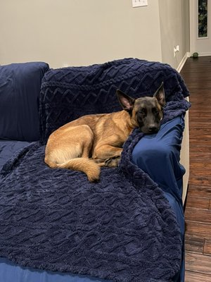 Pet sitting - Taking care of this beautiful pup in his home! Pet sitting - Taking care of this beautiful pup in his home!