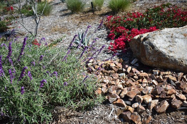 Solana Beach Planting Project - This project was a ground up new construction project that was installed a few years ago by Mark Langer Masonry and Landscape, Inc., with my supervision. Plans were required to be submitted to the City of Solana Beach with both planting and irrigation plans done by Melissa Langer Landscape Architecture.