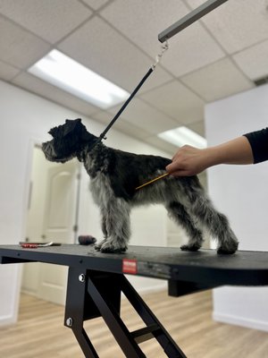MINI SCHNAUZER PUPPY - We had the delightful opportunity to groom Burdock, a miniature Schnauzer puppy, for his first grooming session. Every moment spent with this little guy was thoroughly enjoyable. We opted for a classic Schnauzer jacket but added a modern twist to his face MINI SCHNAUZER PUPPY - We had the delightful opportunity to groom Burdock, a miniature Schnauzer puppy, for his first grooming session. Every moment spent with this little guy was thoroughly enjoyable. We opted for a classic Schnauzer jacket but added a modern twist to his face