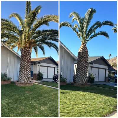 Trimmed Trees! - Trees trimmed 🌳🌳 Trimmed Trees! - Trees trimmed 🌳🌳