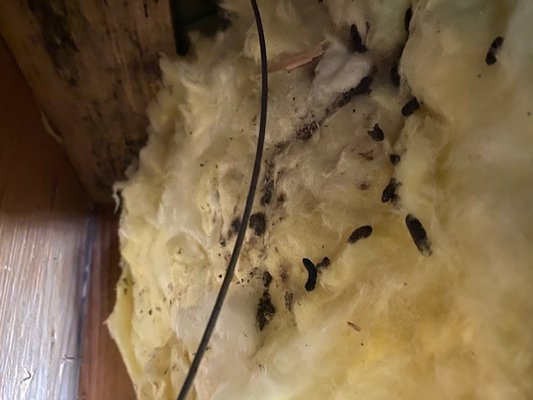 Clean outs - We also perform clean outs. Attics, sub-floors, garages, sheds, anywhere you find animal waste. If needed we will remove infested insulation and/or vapor barrier, rewrap insulated and repair damaged ductwork, and remove any dead animals and all their waste. Not only does animal waste carry disease it can attract even more rodents by telling others it's an established source of food or shelter. We clean and dispose of the hazardous waste without any added fees. We then sanitize and deodorize the entire area. Clean outs - We also perform clean outs. Attics, sub-floors, garages, sheds, anywhere you find animal waste. If needed we will remove infested insulation and/or vapor barrier, rewrap insulated and repair damaged ductwork, and remove any dead animals and all their waste. Not only does animal waste carry disease it can attract even more rodents by telling others it's an established source of food or shelter. We clean and dispose of the hazardous waste without any added fees. We then sanitize and deodorize the entire area.