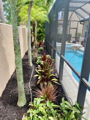 Behind Lanai project - For this project the homeowner wanted low maintenance with a pop of color. Behind Lanai project - For this project the homeowner wanted low maintenance with a pop of color.