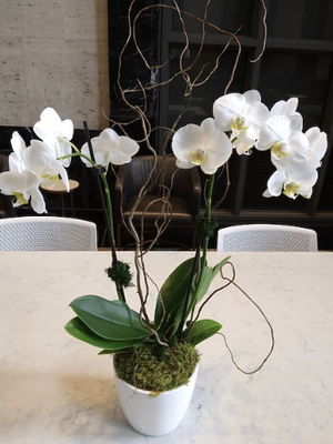 Orchid Floral Designs - Whether a house warming gift, birthday, or just thinking of you...An exotic lavender phalaenopsis orchid comes delivered in a distinctive cube made of beautiful, natural bamboo. It's easy to take care of and lovely to look at.

A lavender phalaenopsis orchid plant arrives in an exclusive bamboo cube.