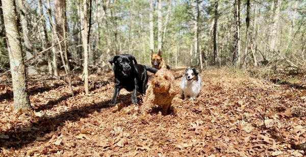 Group Hikes - Ready to turn your dog’s walk into a learning adventure? Our Group Hike Services offer the perfect blend of physical activity and skill-building! Our experienced staff will reinforce key commands like sits, stays, loose leash walking, off-leash walking, recall, and more. Have specific goals or behaviors you’d like us to work on? Just let us know! We're here to support your dog's growth every step of the way 🐾🐶 Group Hikes - Ready to turn your dog’s walk into a learning adventure? Our Group Hike Services offer the perfect blend of physical activity and skill-building! Our experienced staff will reinforce key commands like sits, stays, loose leash walking, off-leash walking, recall, and more. Have specific goals or behaviors you’d like us to work on? Just let us know! We're here to support your dog's growth every step of the way 🐾🐶