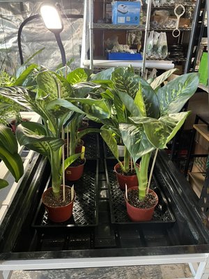 New inventory drop of popular and exotic plants for the home. - We have been working to serve the needs of our community. We are a small business that provides high quality goods. Our latest drop of houseplants is a great example of the quality and affordability that we offer. We have the soil, containers nutrients, lighting, etc. to insure the success of your home and garden. Give us a call and come and see us. We look forward to serving you! New inventory drop of popular and exotic plants for the home. - We have been working to serve the needs of our community. We are a small business that provides high quality goods. Our latest drop of houseplants is a great example of the quality and affordability that we offer. We have the soil, containers nutrients, lighting, etc. to insure the success of your home and garden. Give us a call and come and see us. We look forward to serving you!