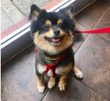 Cat & Dog Grooming Available By Appointment - At BFF you bring in your dirty dog and we provide you with everything you need to have a sparkling clean and fluffy pup again – and you won't need to spend all your dog treat money! The bath gives you an opportunity to massage tender areas, brush, pamper, love and bond with you furry friend. Afterwards, you’ll get to snuggle next to a fresh, clean, healthy and confident BFF! Cat & Dog Grooming Available By Appointment - At BFF you bring in your dirty dog and we provide you with everything you need to have a sparkling clean and fluffy pup again – and you won't need to spend all your dog treat money! The bath gives you an opportunity to massage tender areas, brush, pamper, love and bond with you furry friend. Afterwards, you’ll get to snuggle next to a fresh, clean, healthy and confident BFF!